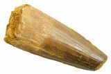 Fossil Spinosaurus Tooth - Feeding Worn Tip #362915-1